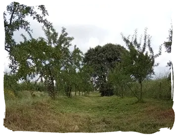 Desbroce de fincas Limpieza de terrenos