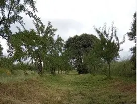 Desbroces de fincas desmalezado de parcelas